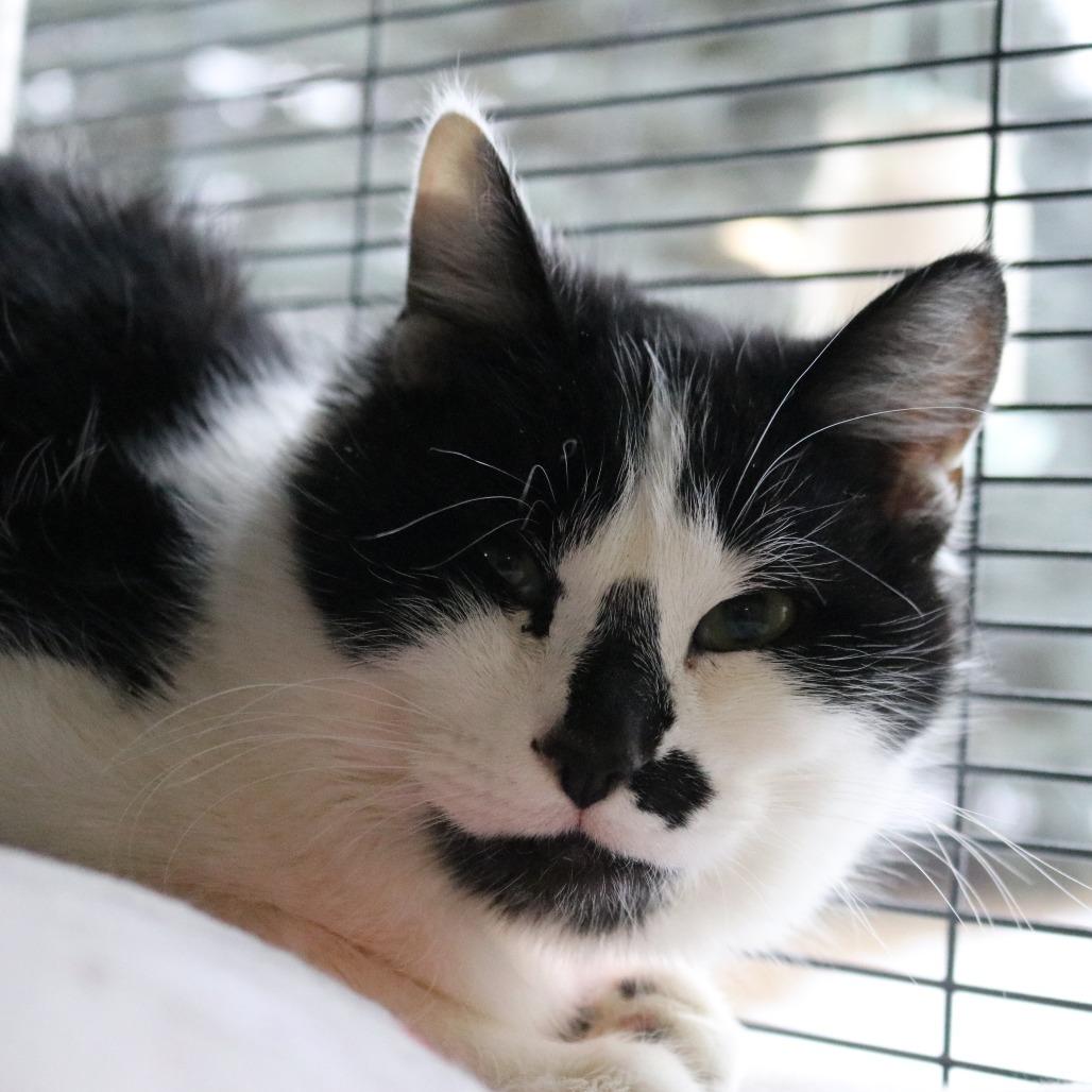 Enlarge Sparky, a Adoptable Domestic Short Hair in Saint Cloud, MN image 5/6