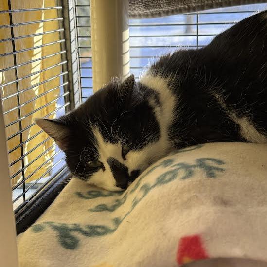 Enlarge Sparky, a Adoptable Domestic Short Hair in Saint Cloud, MN image 6/6