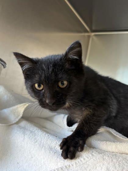 Spearmint, Adoptable, Kitten Female Domestic Short Hair & Domestic Short Hair.