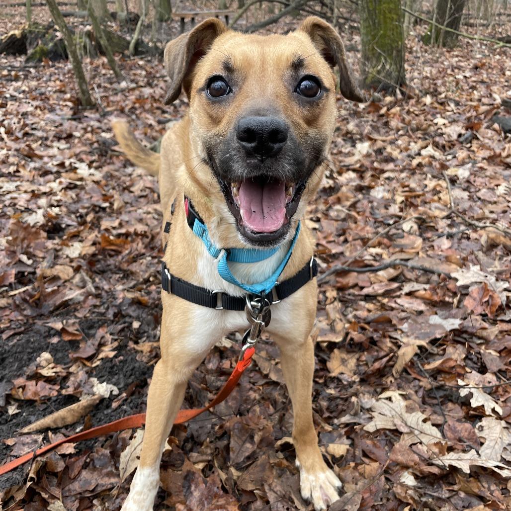 Zillow, Adoptable, Young Female Terrier.
