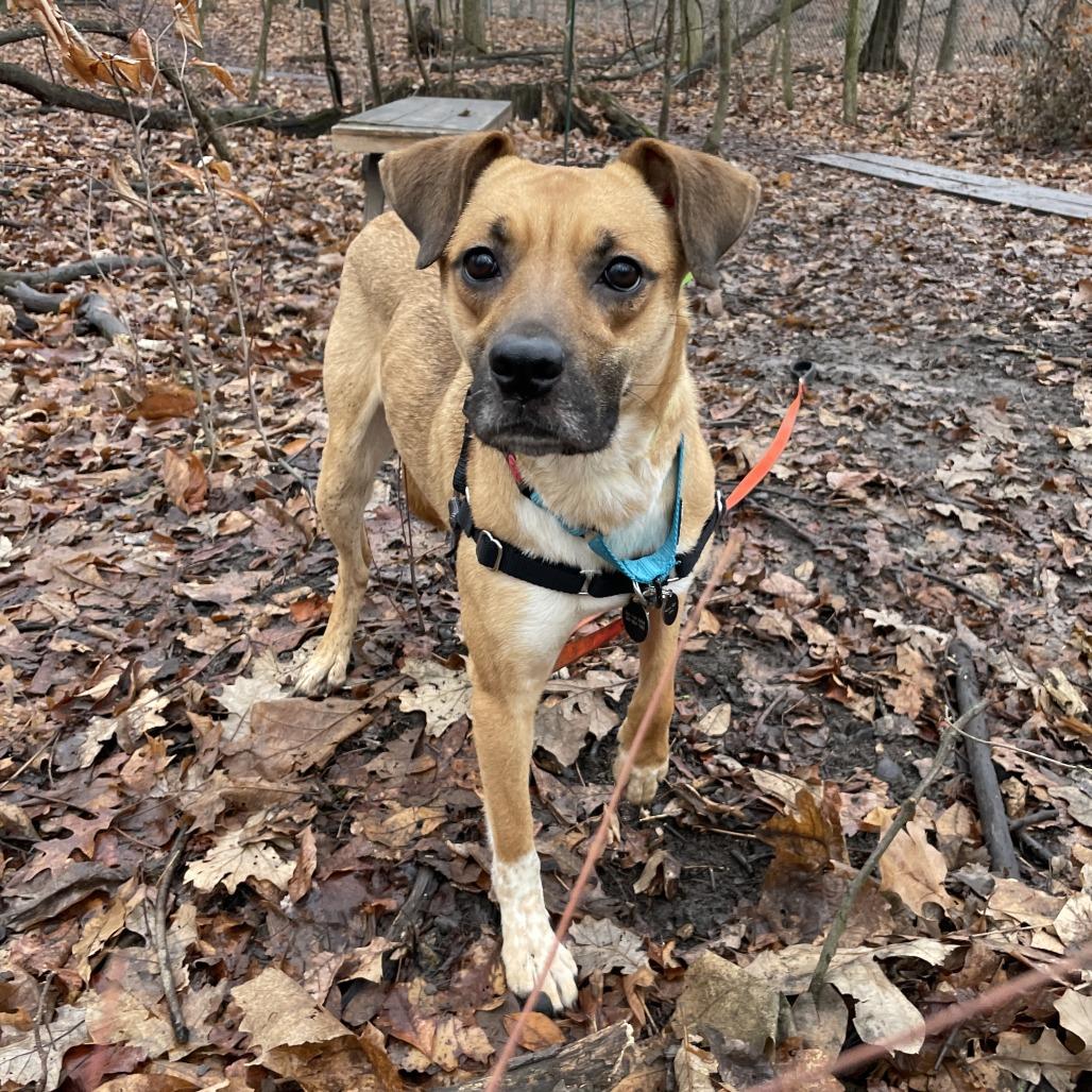 Enlarge Zillow, a Adoptable Terrier in Fort Wayne, IN image 3/6