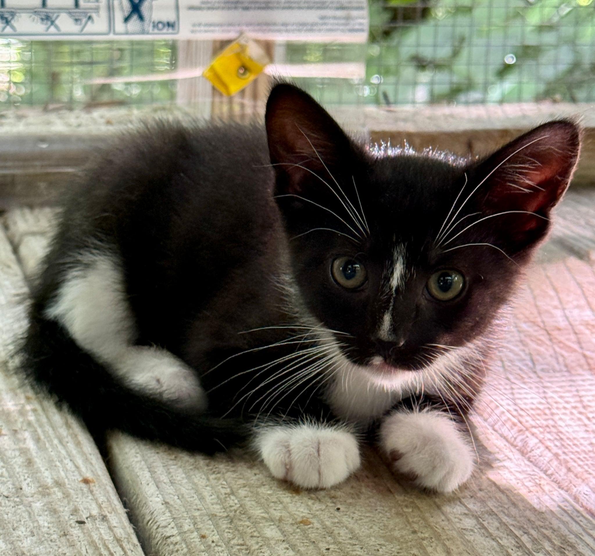 Enlarge Talley, a ADOPTABLE Domestic Short Hair in Talbott, TN image 5/5