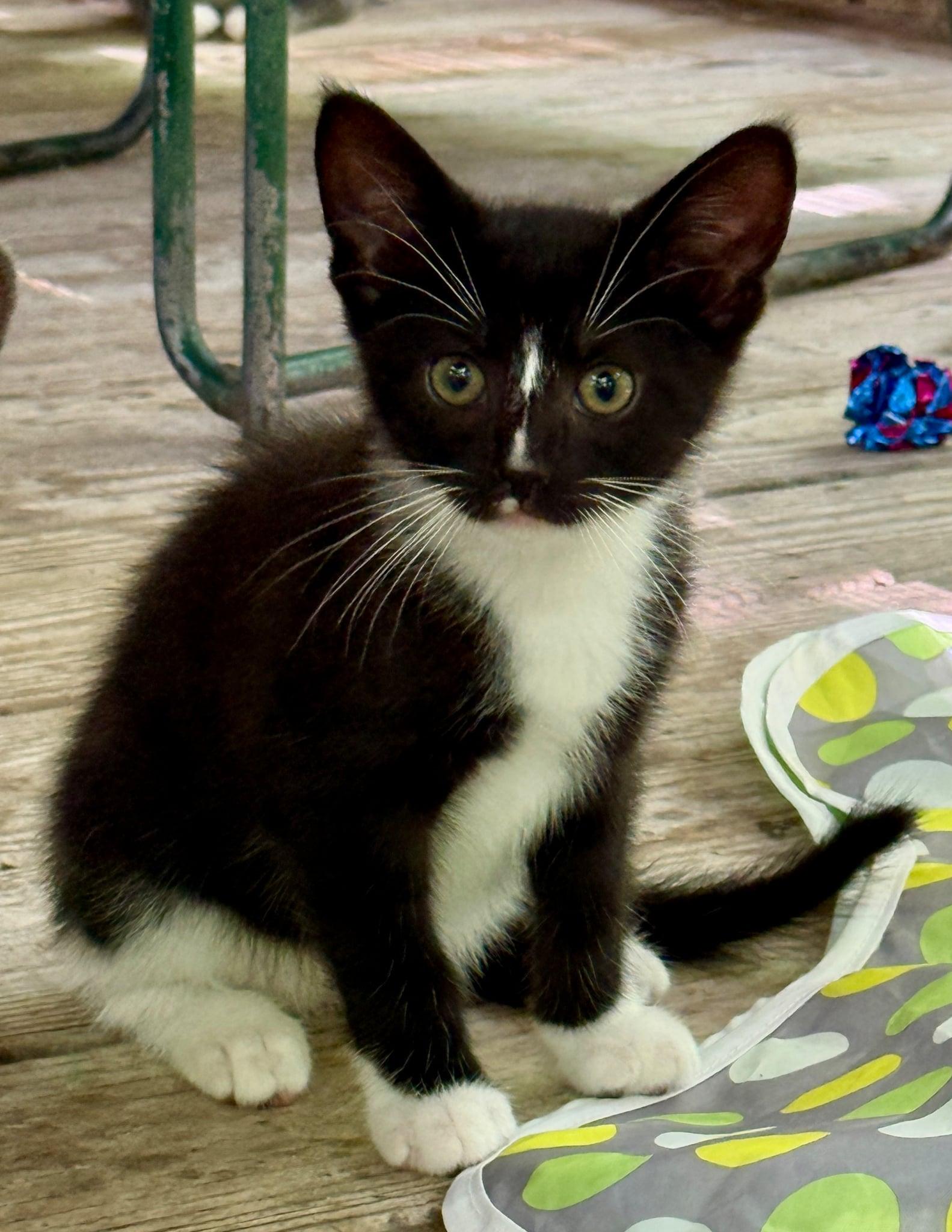 Talley, ADOPTABLE, Kitten Male Domestic Short Hair.