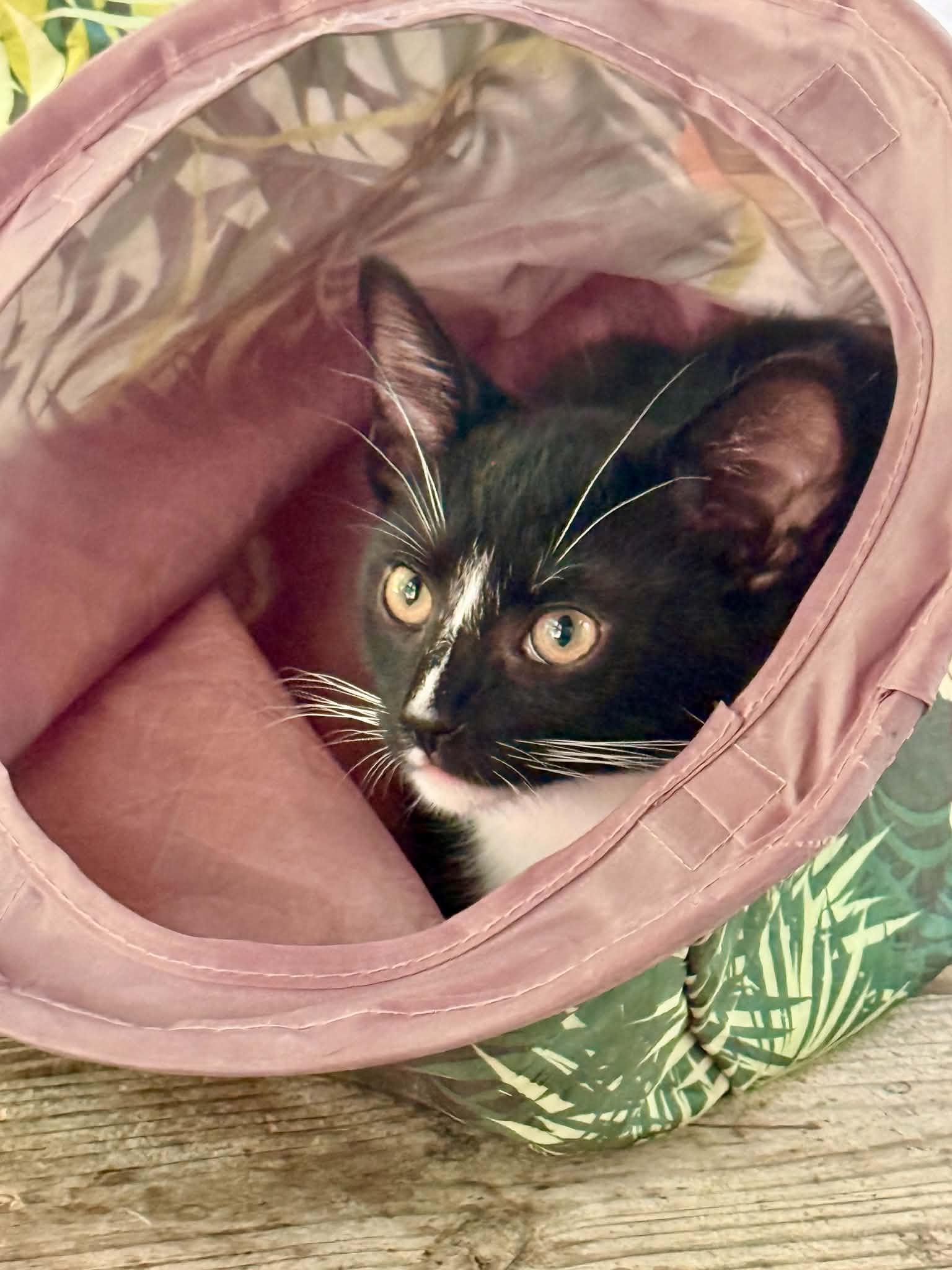 Enlarge Talley, a ADOPTABLE Domestic Short Hair in Talbott, TN image 2/5