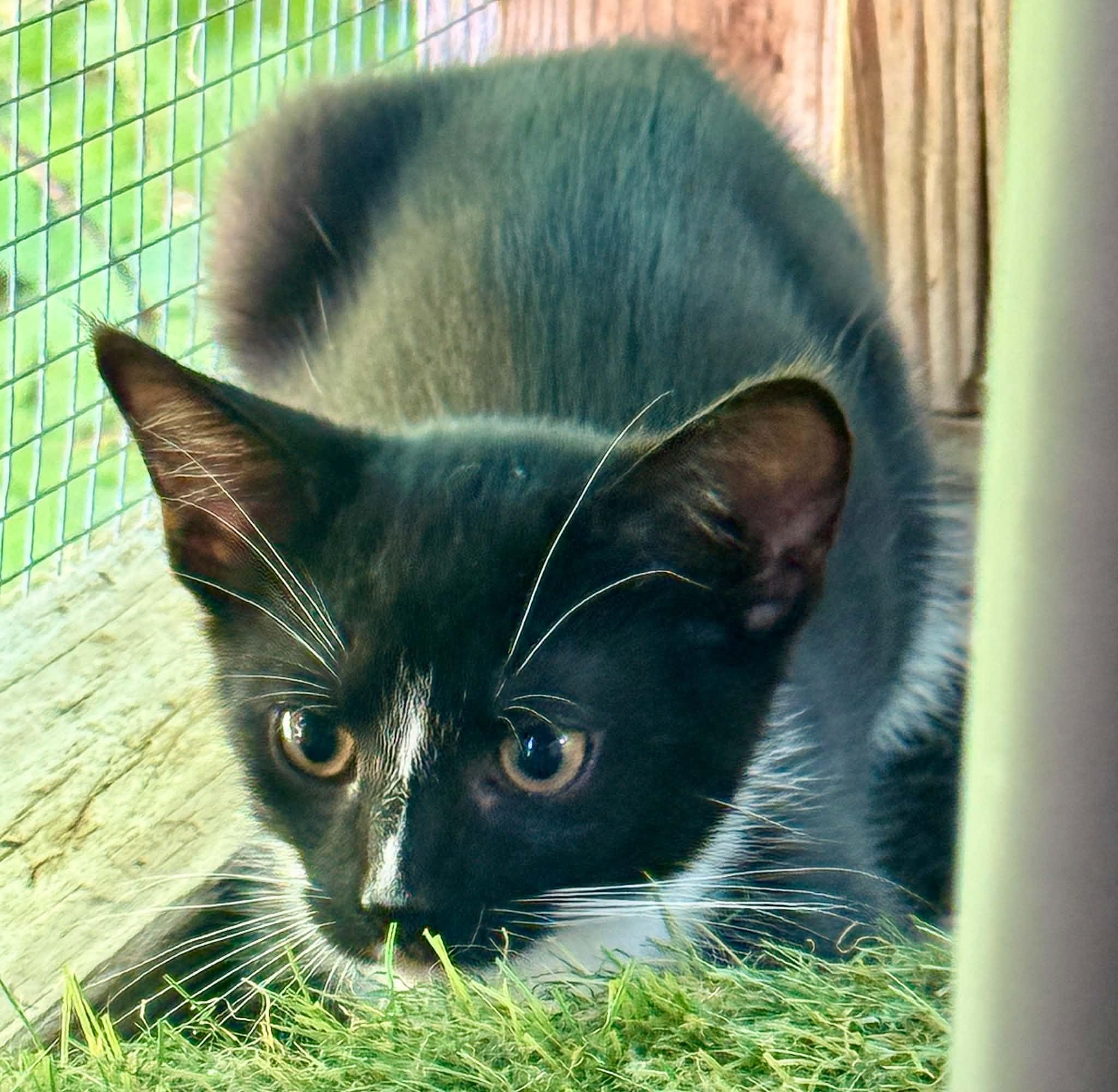 Enlarge Talley, a ADOPTABLE Domestic Short Hair in Talbott, TN image 3/5