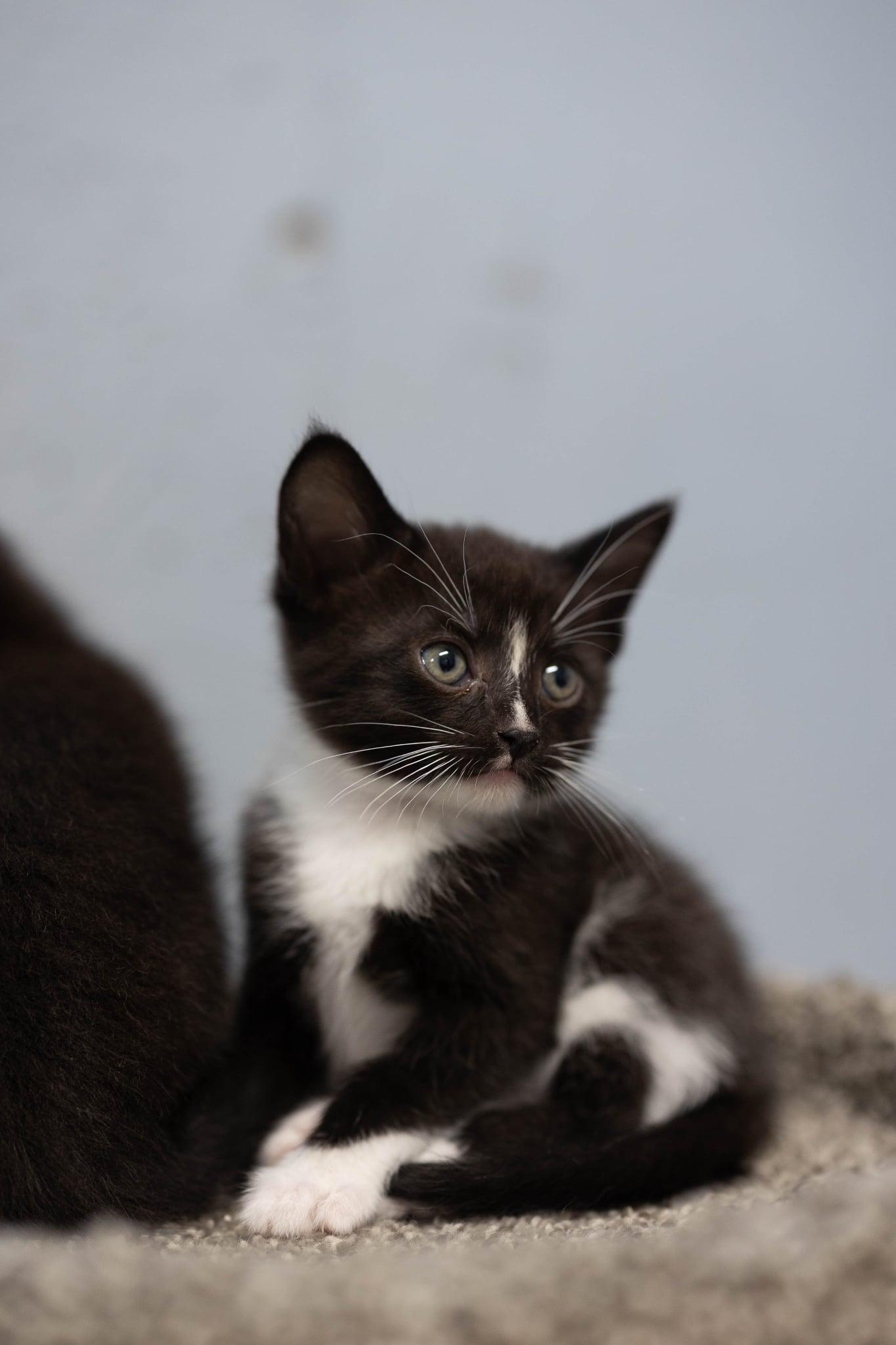 Enlarge Talley, a ADOPTABLE Domestic Short Hair in Talbott, TN image 4/5