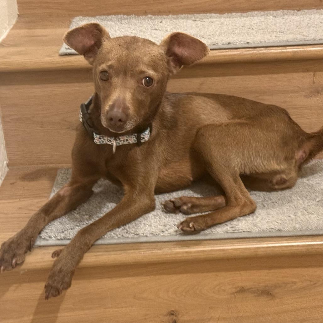 Enlarge Lola, a Adoptable mixed breed in San Diego, CA image 2/6