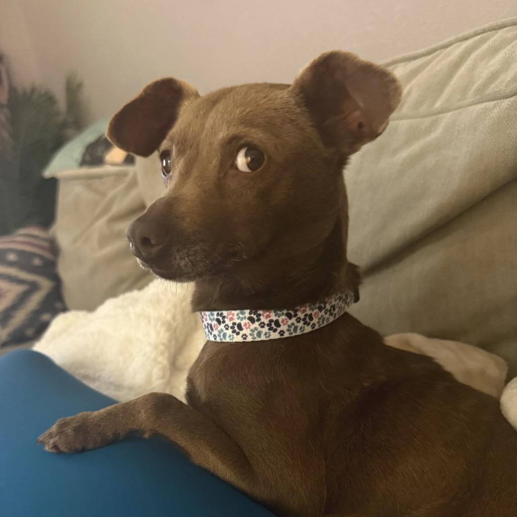 Enlarge Lola, a Adoptable mixed breed in San Diego, CA image 3/6