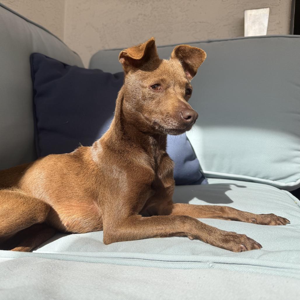 Enlarge Lola, a Adoptable mixed breed in San Diego, CA image 4/6