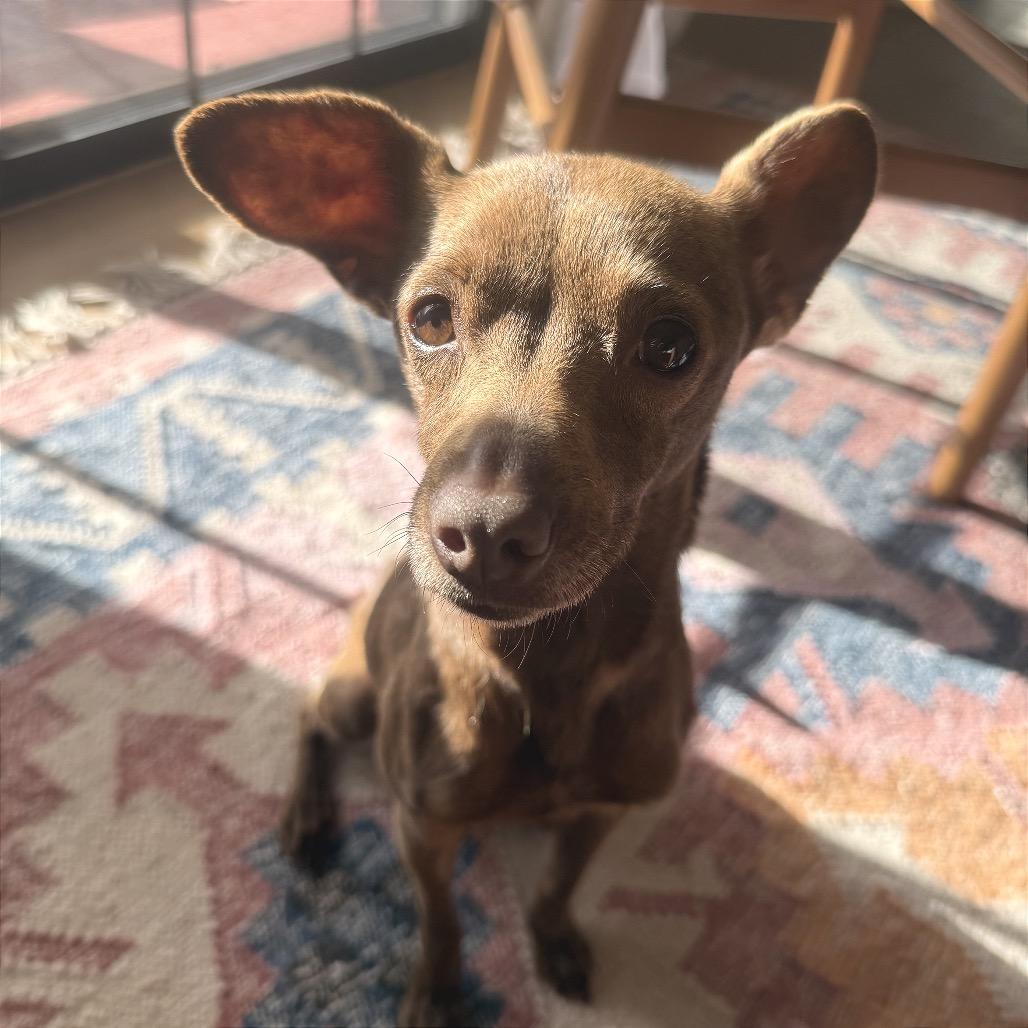 Enlarge Lola, a Adoptable mixed breed in San Diego, CA image 5/6