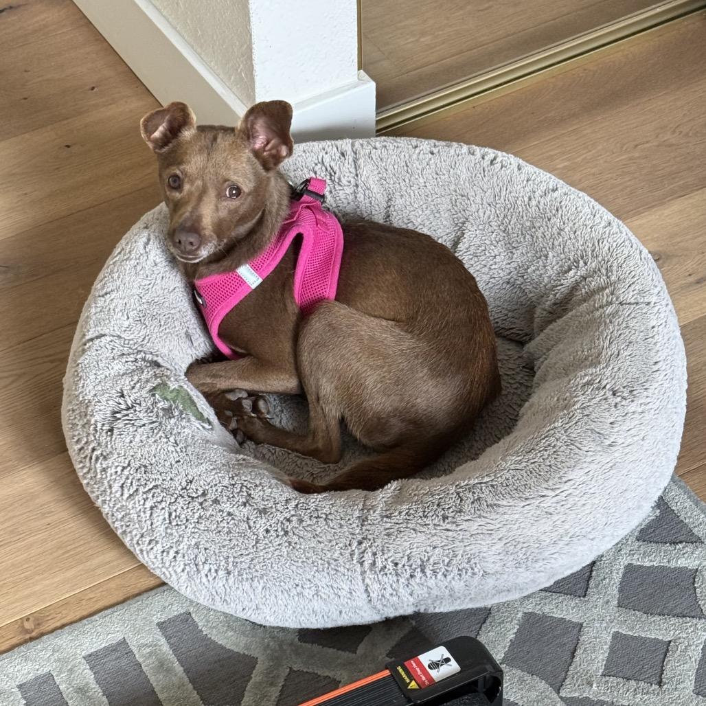 Enlarge Lola, a Adoptable mixed breed in San Diego, CA image 6/6