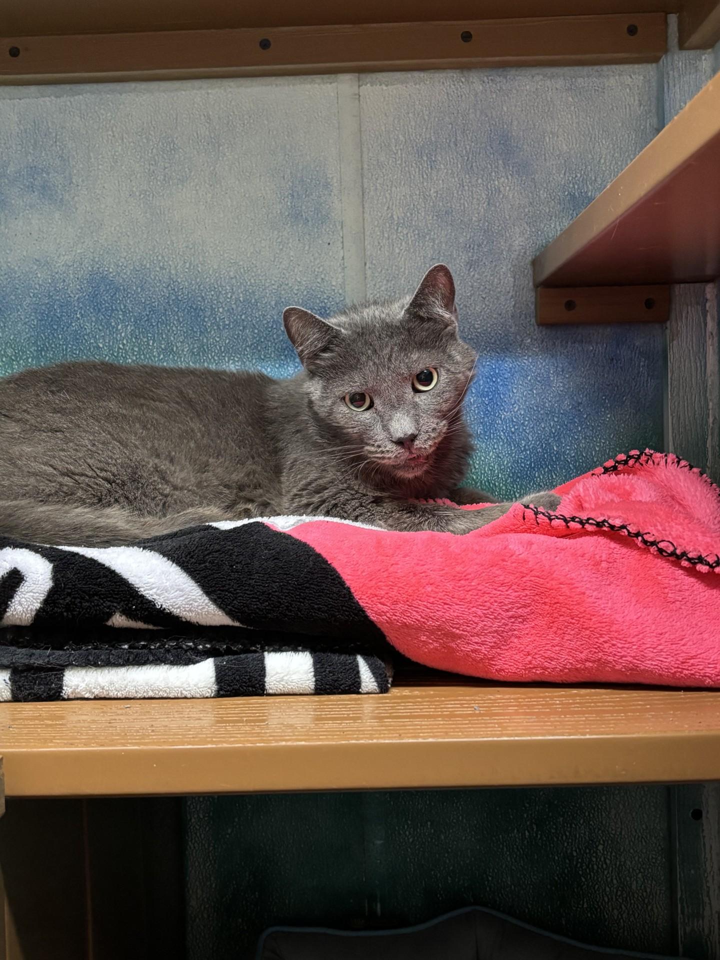Enlarge Measley, a ADOPTABLE Domestic Short Hair in Altoona, PA image 1/1