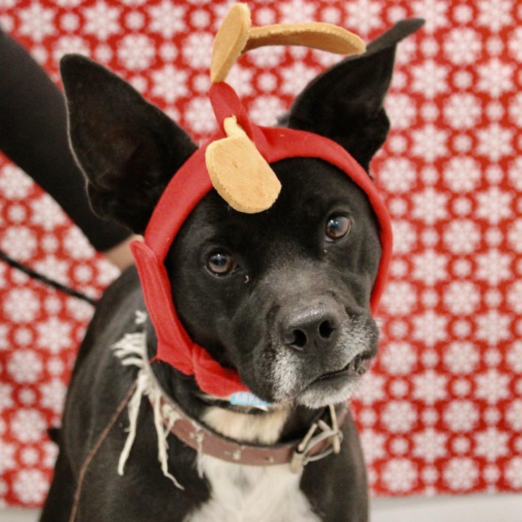 Jemimah, a Adoptable mixed breed in Pineville, MO image 2/6