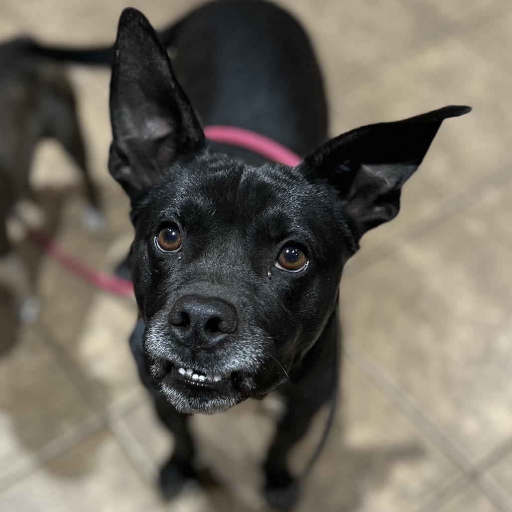 Enlarge Jemimah, a Adoptable mixed breed in Pineville, MO image 2/6