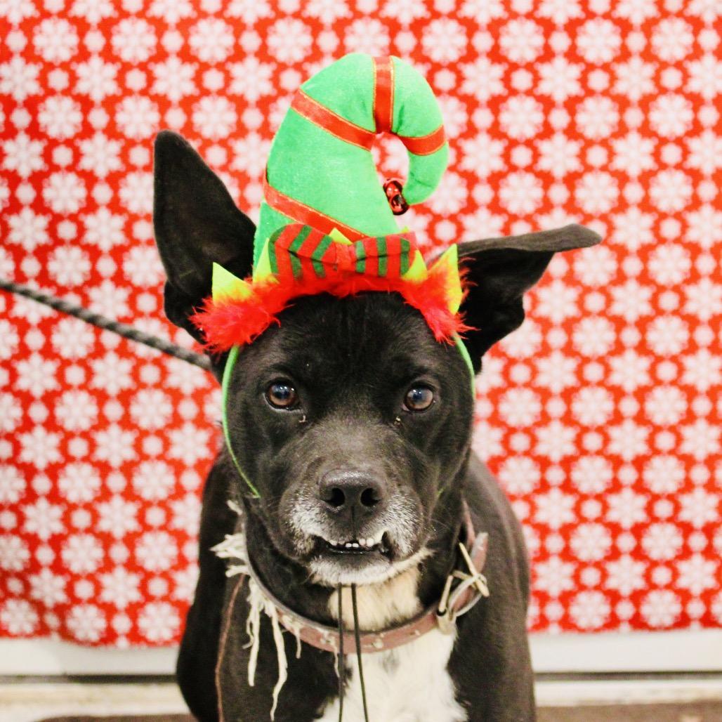 Jemimah, a Adoptable mixed breed in Pineville, MO image 6/6