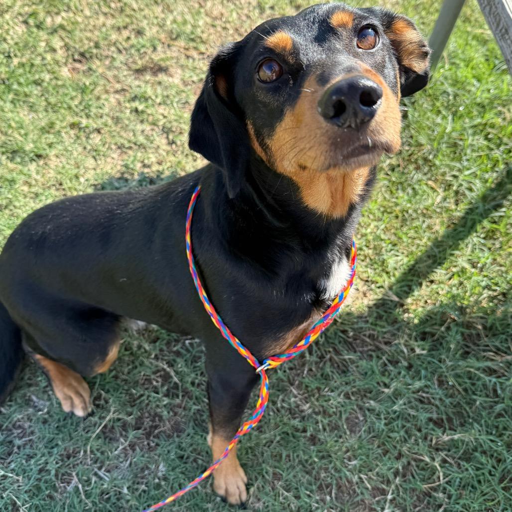 Enlarge Davey, a Adoptable mixed breed in Norman, OK image 1/2