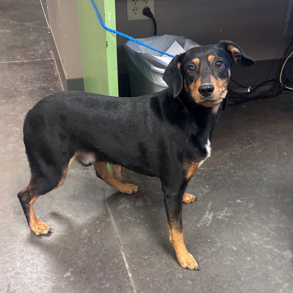 Enlarge Davey, a Adoptable mixed breed in Norman, OK image 2/2