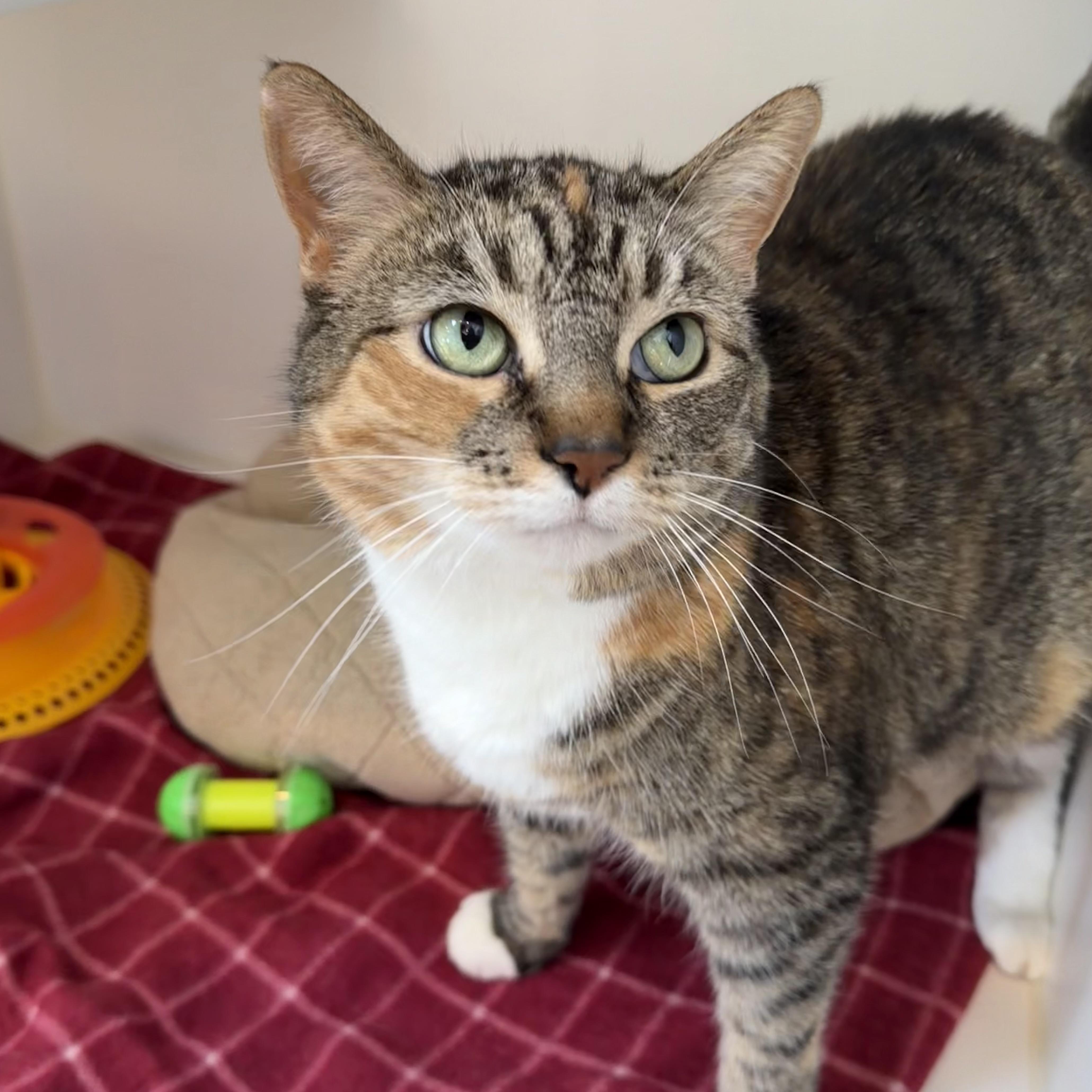 Enlarge Faith, an adoptable mixed breed in Libertyville, IL image 3/5