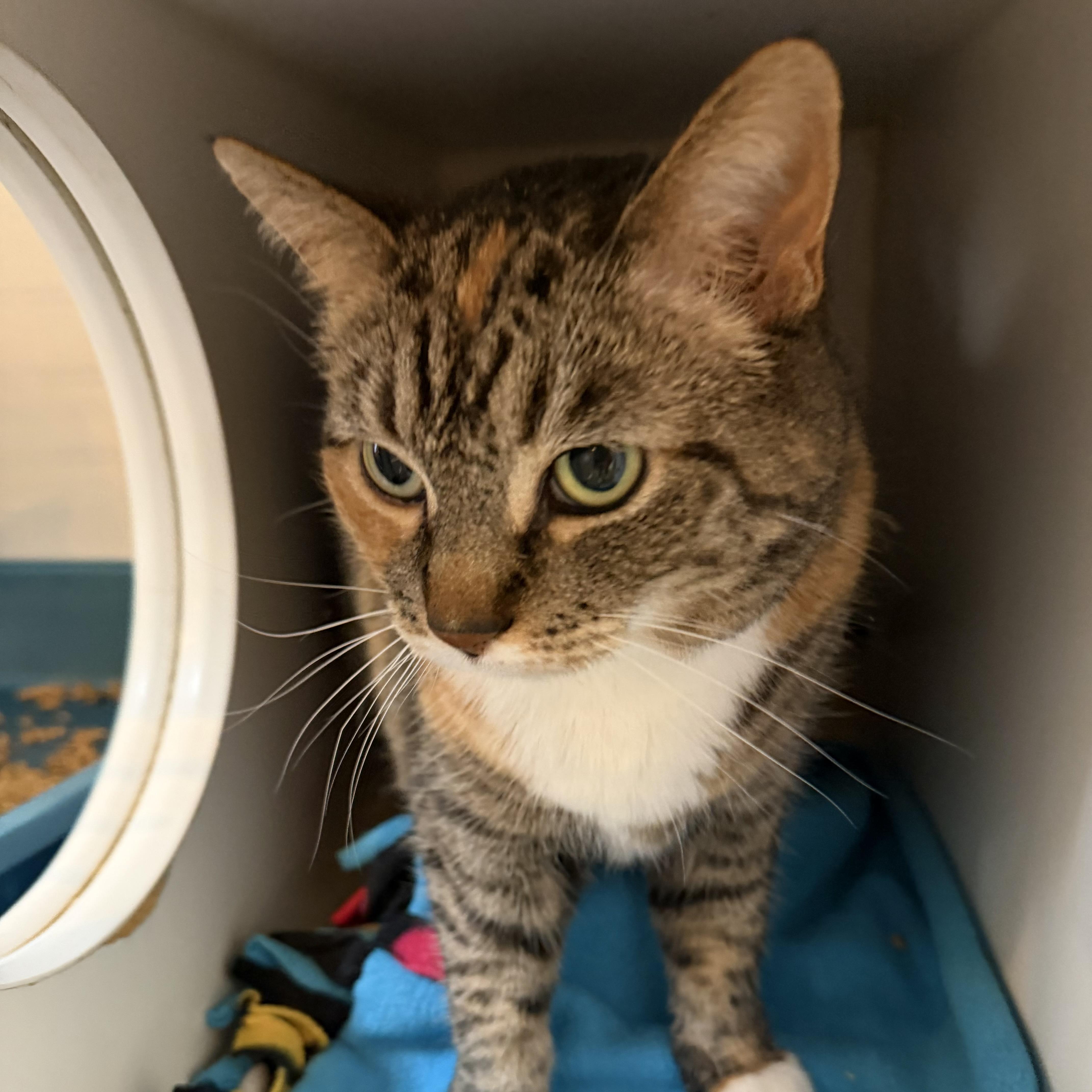 Enlarge Faith, an adoptable mixed breed in Libertyville, IL image 4/5