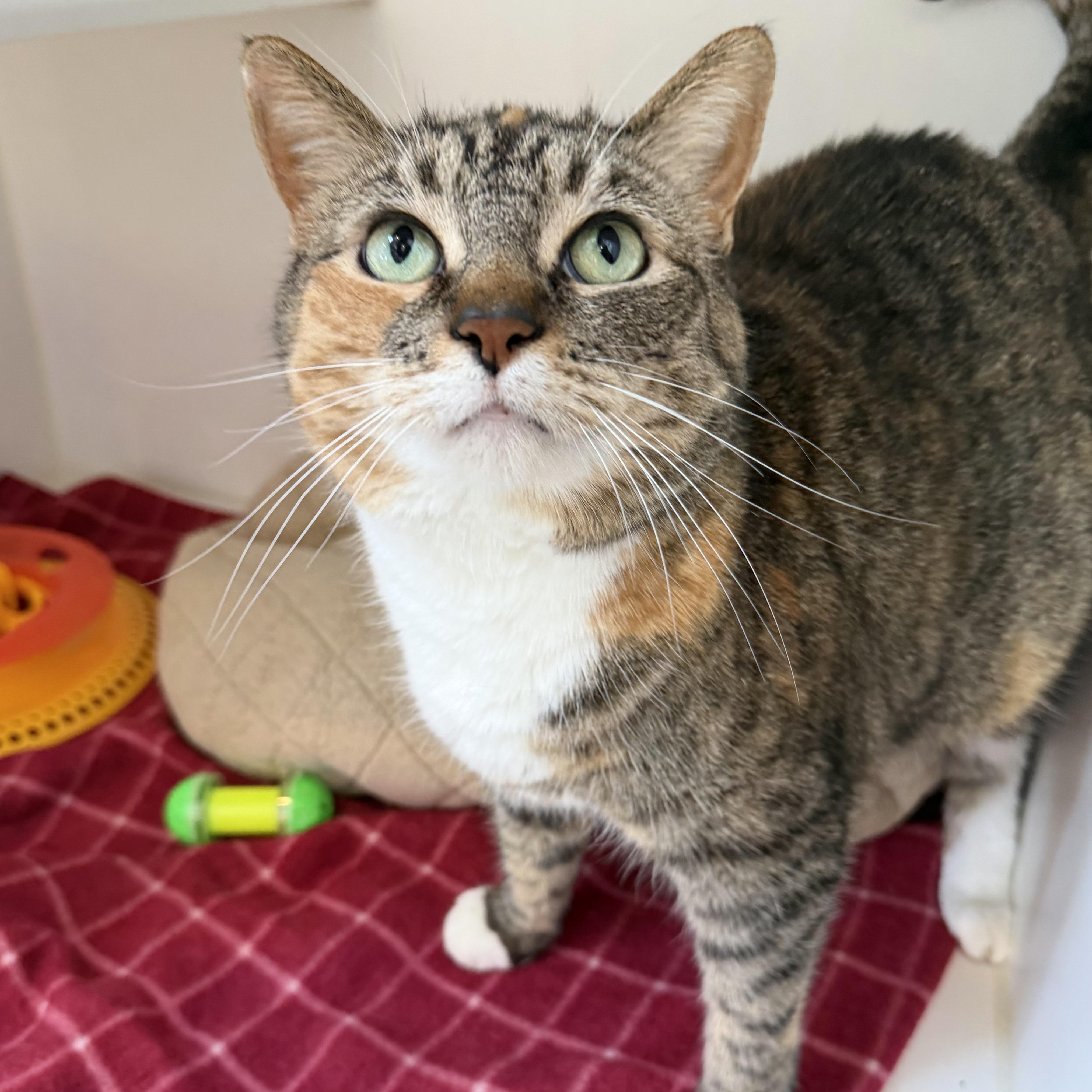 Enlarge Faith, an adoptable mixed breed in Libertyville, IL image 2/5