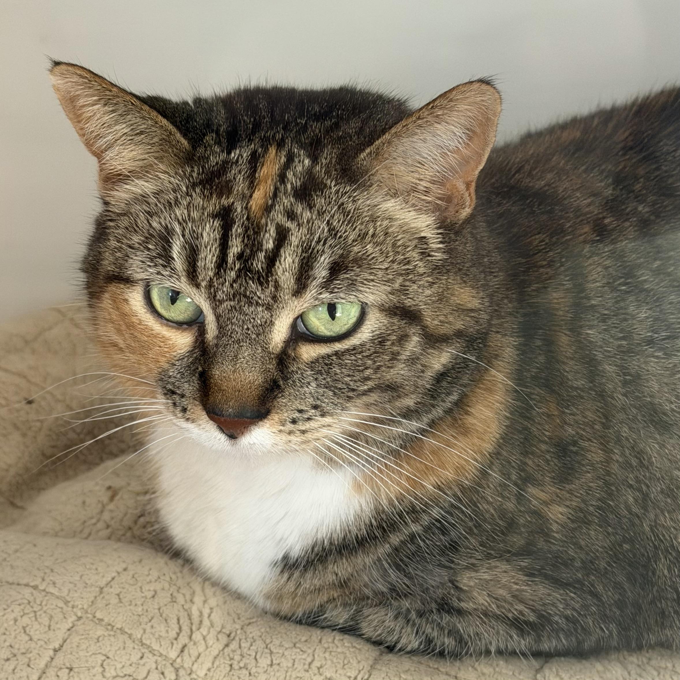 Enlarge Faith, an adoptable mixed breed in Libertyville, IL image 1/5