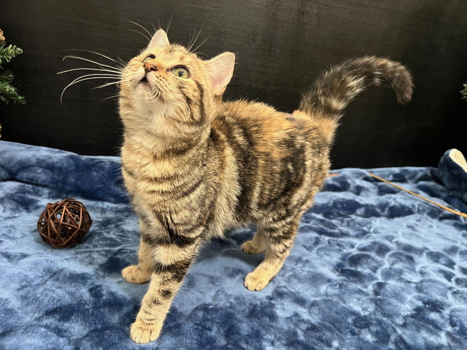 Gem, Adoptable, Kitten Female Tabby & Domestic Short Hair.