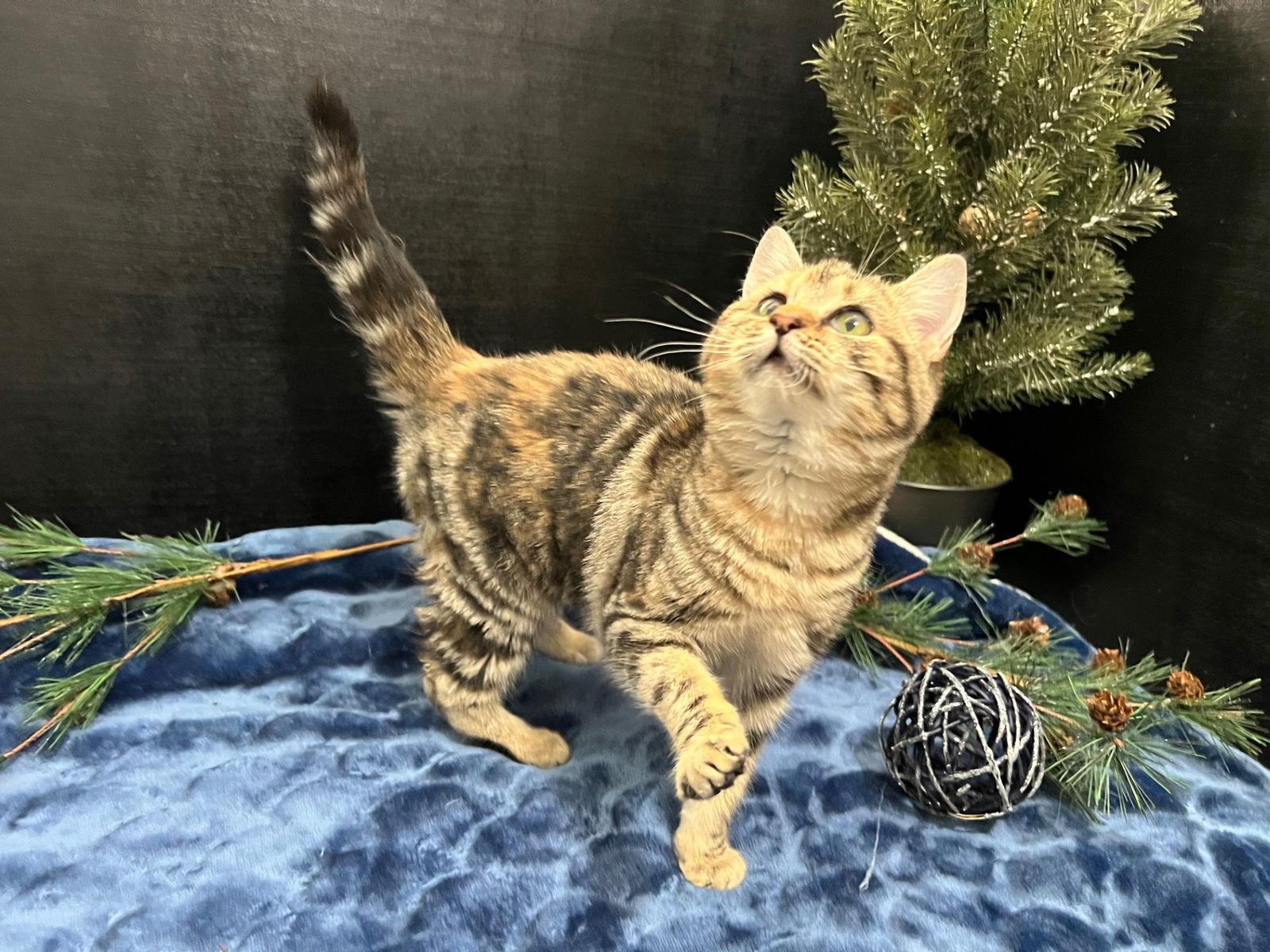 Gem, a Adoptable mixed breed in Fayetteville, GA image 2/3