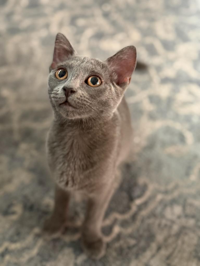 Hiccup, ADOPTABLE, Kitten Female Domestic Short Hair.