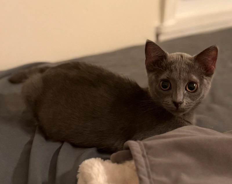 Hiccup, a ADOPTABLE Domestic Short Hair in Honeoye, NY image 4/4