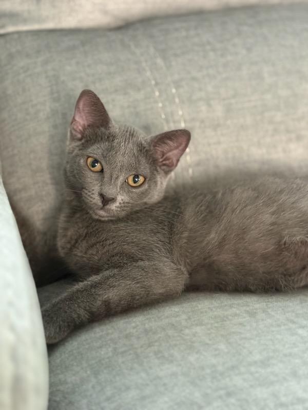 Hiccup, a ADOPTABLE Domestic Short Hair in Honeoye, NY image 3/4