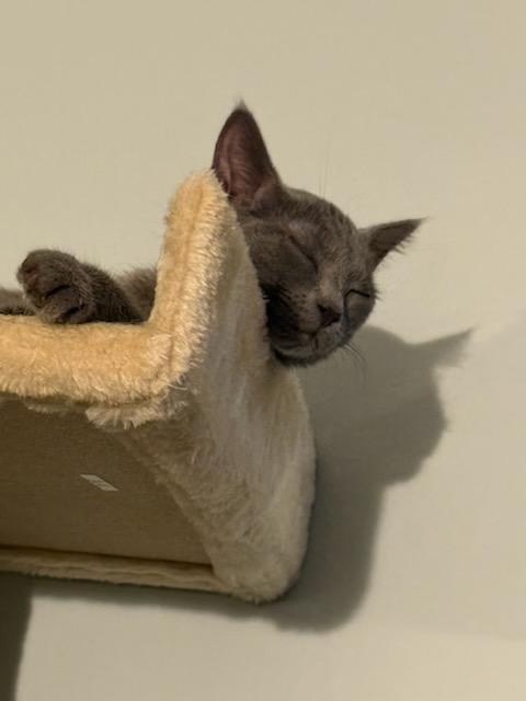Hiccup, a ADOPTABLE Domestic Short Hair in Honeoye, NY image 2/4