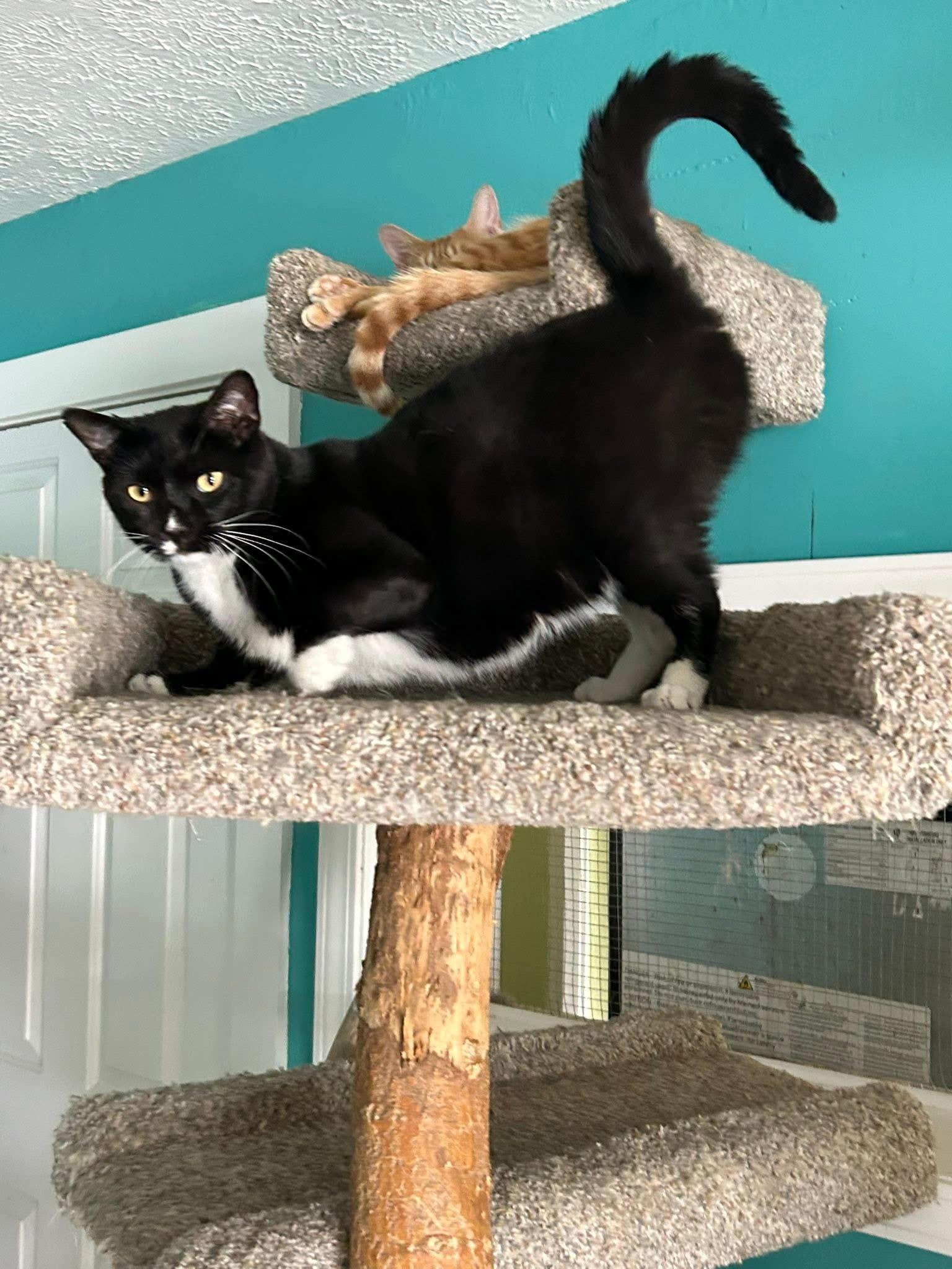 Enlarge Sam, a Adoptable Tuxedo in Louisville, KY image 2/2