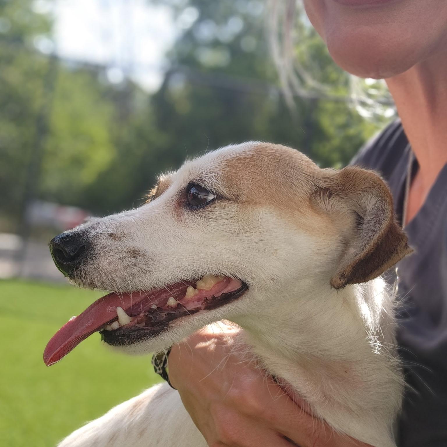 Enlarge Jackie O, a ADOPTABLE Parson Russell Terrier in Allen, TX image 2/3