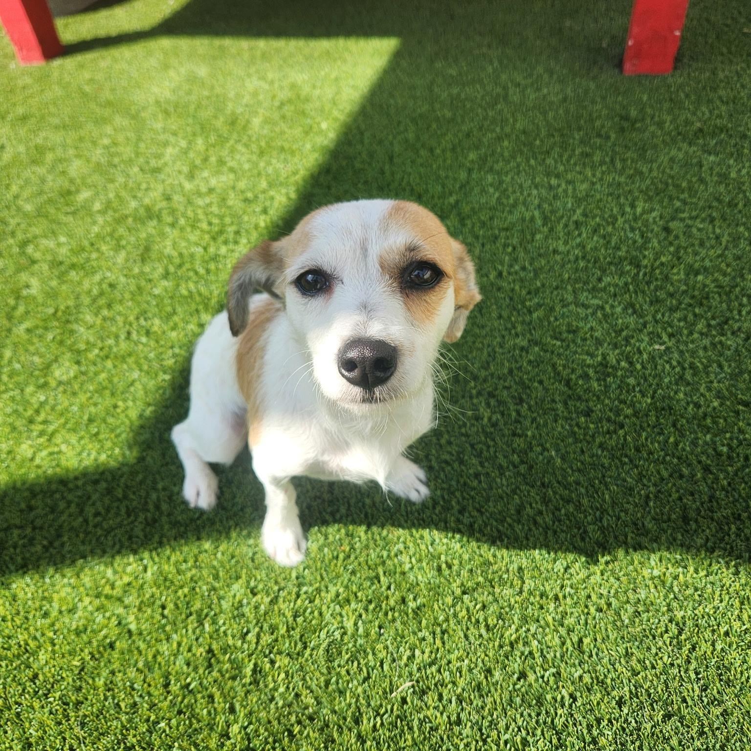 Enlarge Jackie O, a ADOPTABLE Parson Russell Terrier in Allen, TX image 1/3