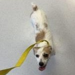 Enlarge Jackie O, a ADOPTABLE Parson Russell Terrier in Allen, TX image 3/3