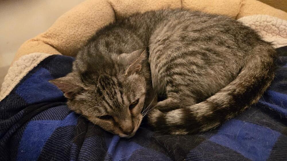 Samantha, Adoptable, Adult Female American Shorthair.