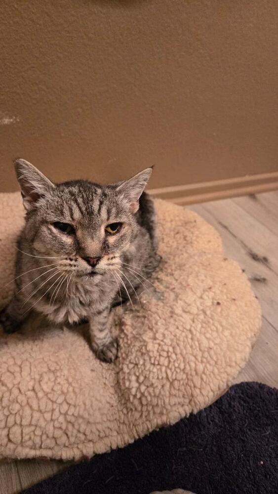 Enlarge Samantha, a Adoptable mixed breed in sylmar, CA image 2/3