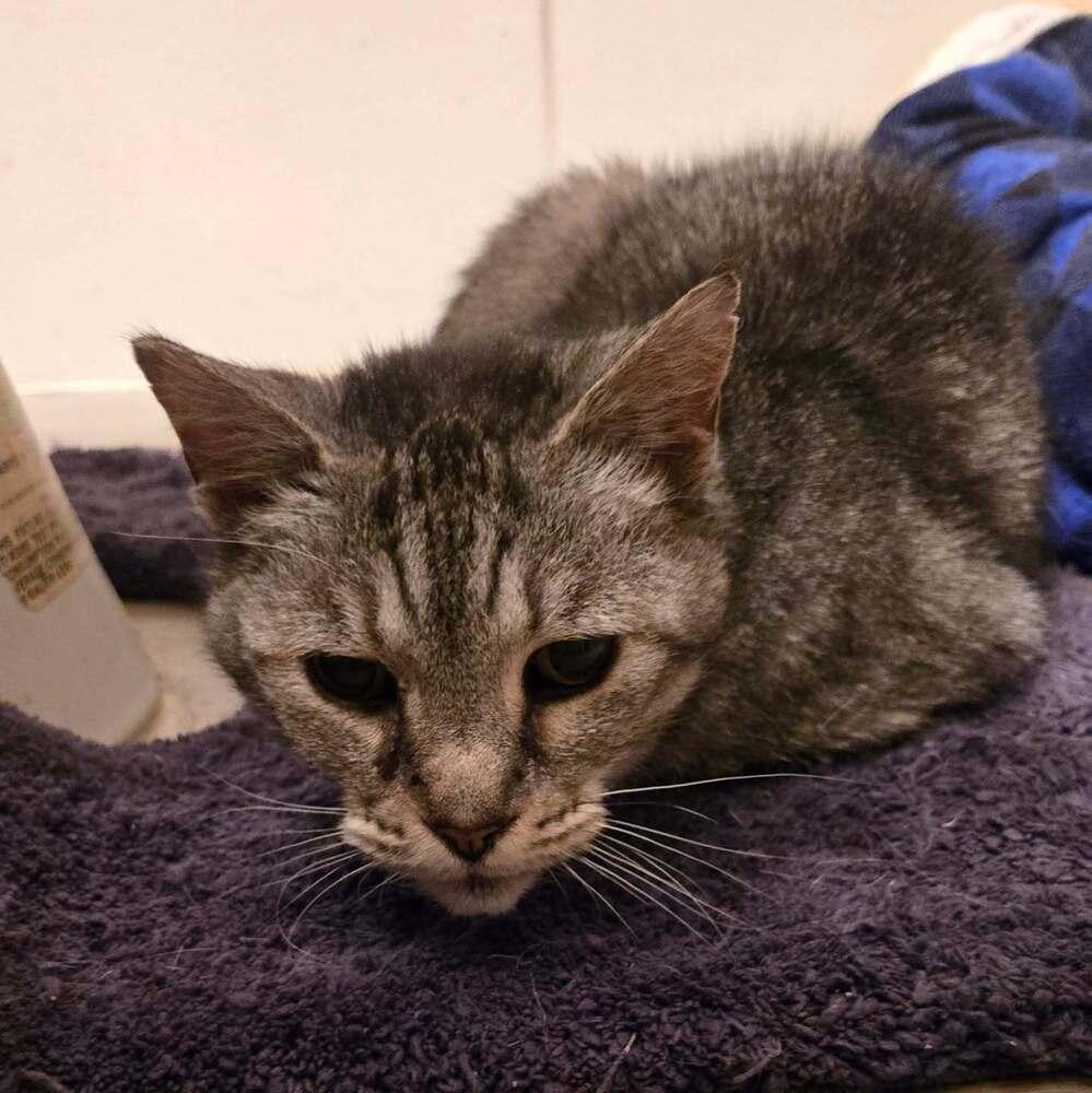 Enlarge Samantha, a Adoptable mixed breed in sylmar, CA image 3/3