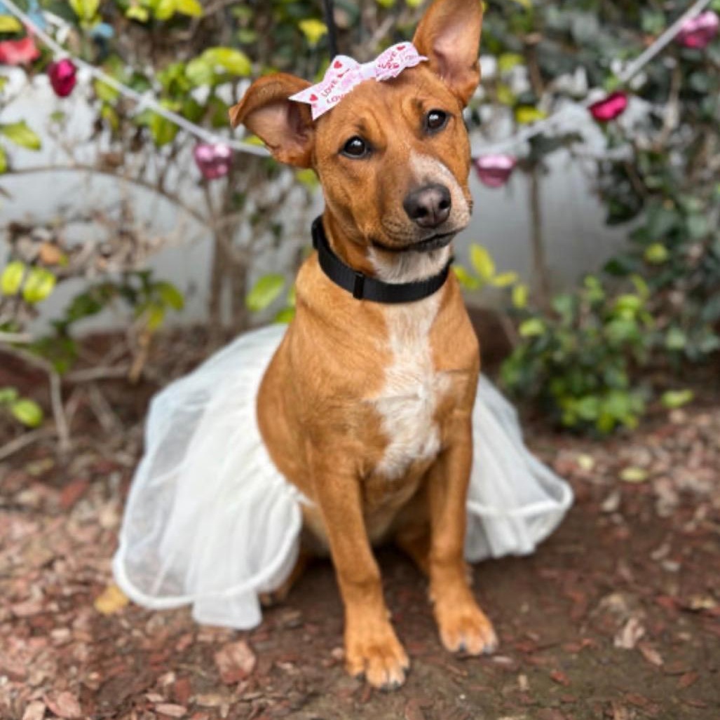 Enlarge Vienna, a ADOPTABLE mixed breed in South El Monte, CA image 1/1