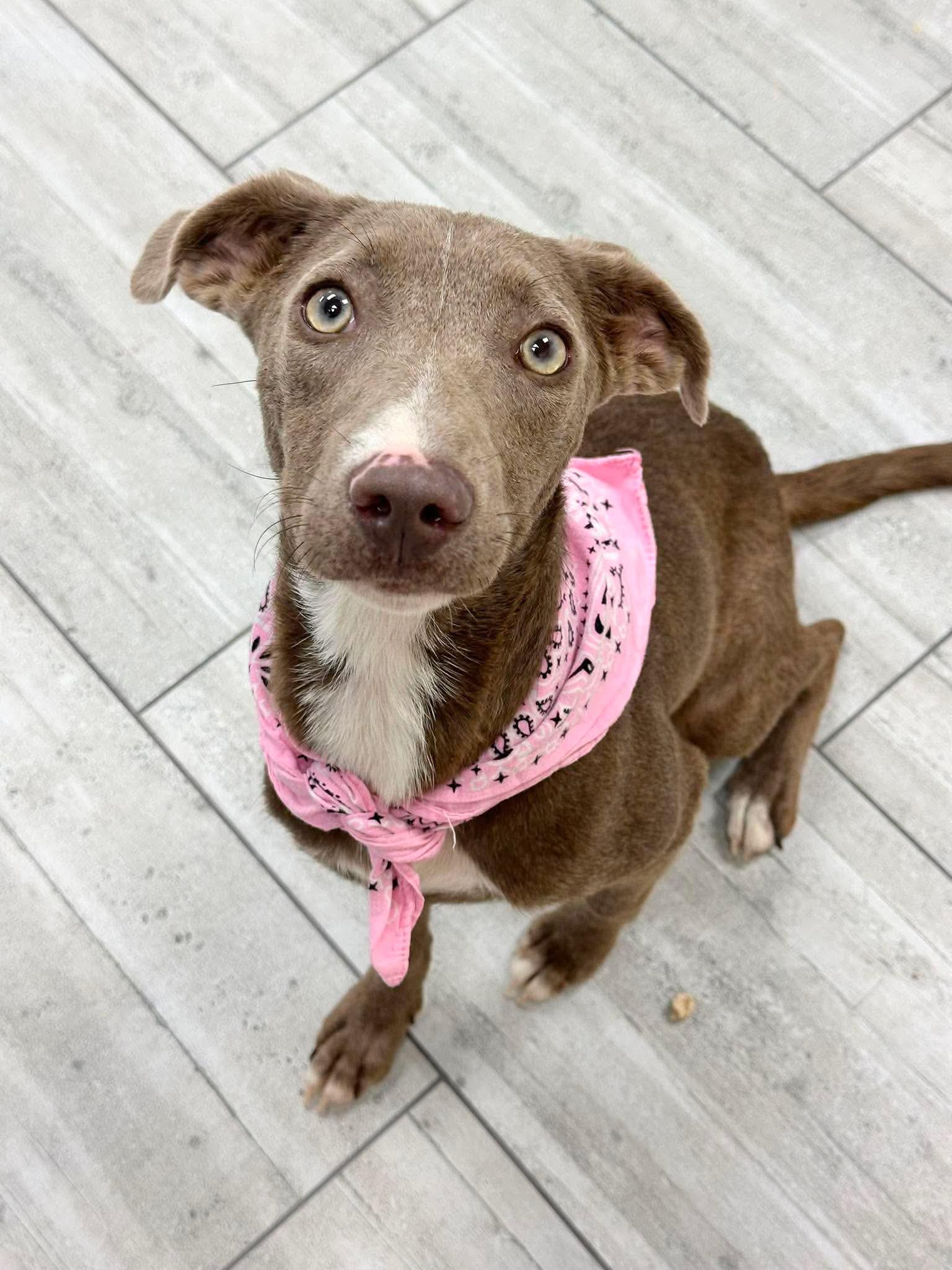 Goose, ADOPTABLE, Puppy Female Weimaraner.