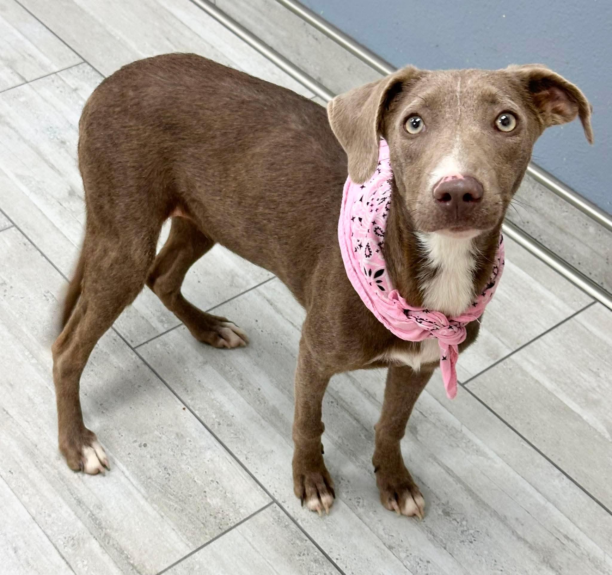 Goose, a ADOPTABLE mixed breed in Olympia, WA image 3/3