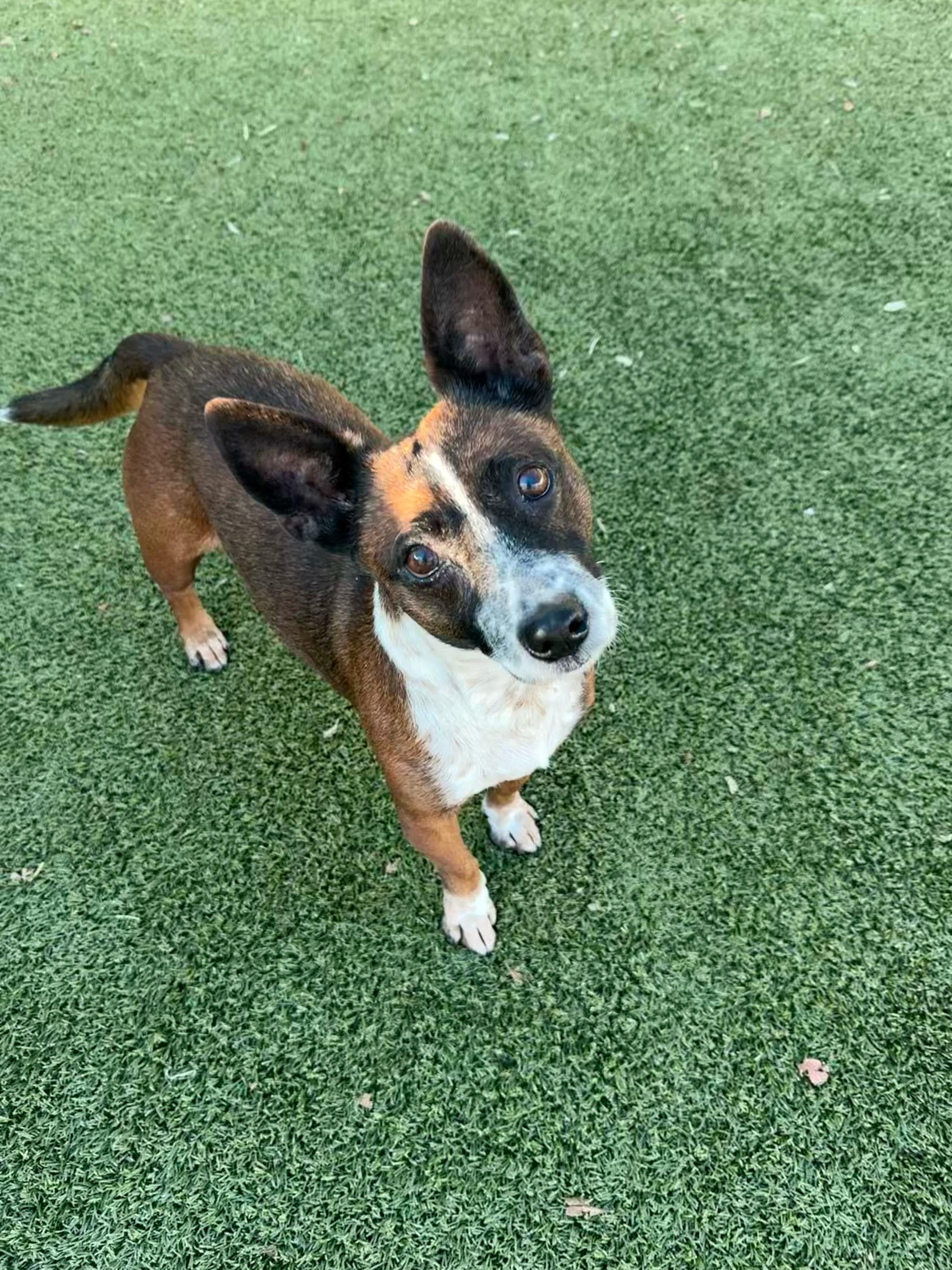 Sophia, Adoptable, Young Female Australian Cattle Dog / Blue Heeler.