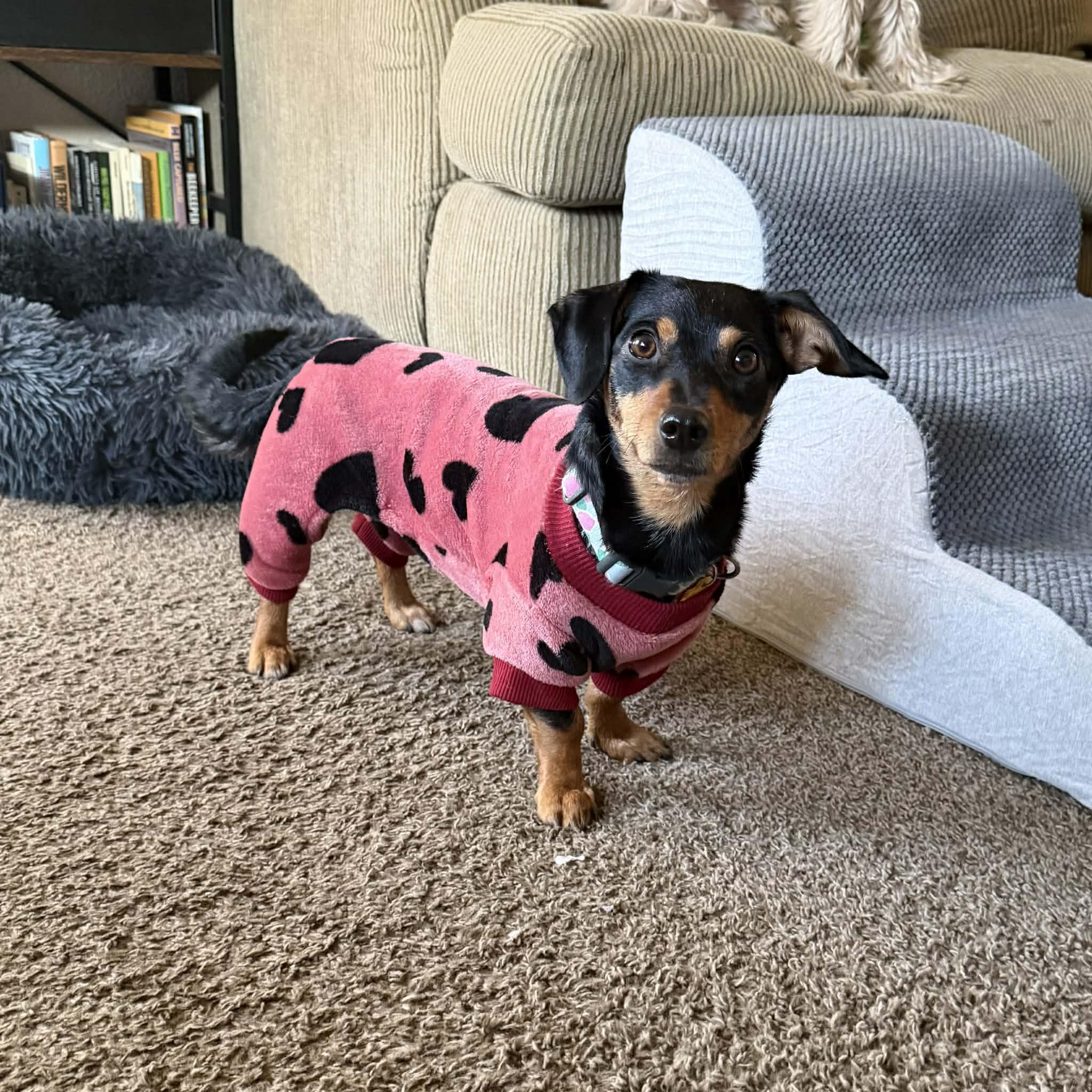 Enlarge Ruby, a ADOPTABLE mixed breed in Boulder, CO image 6/6