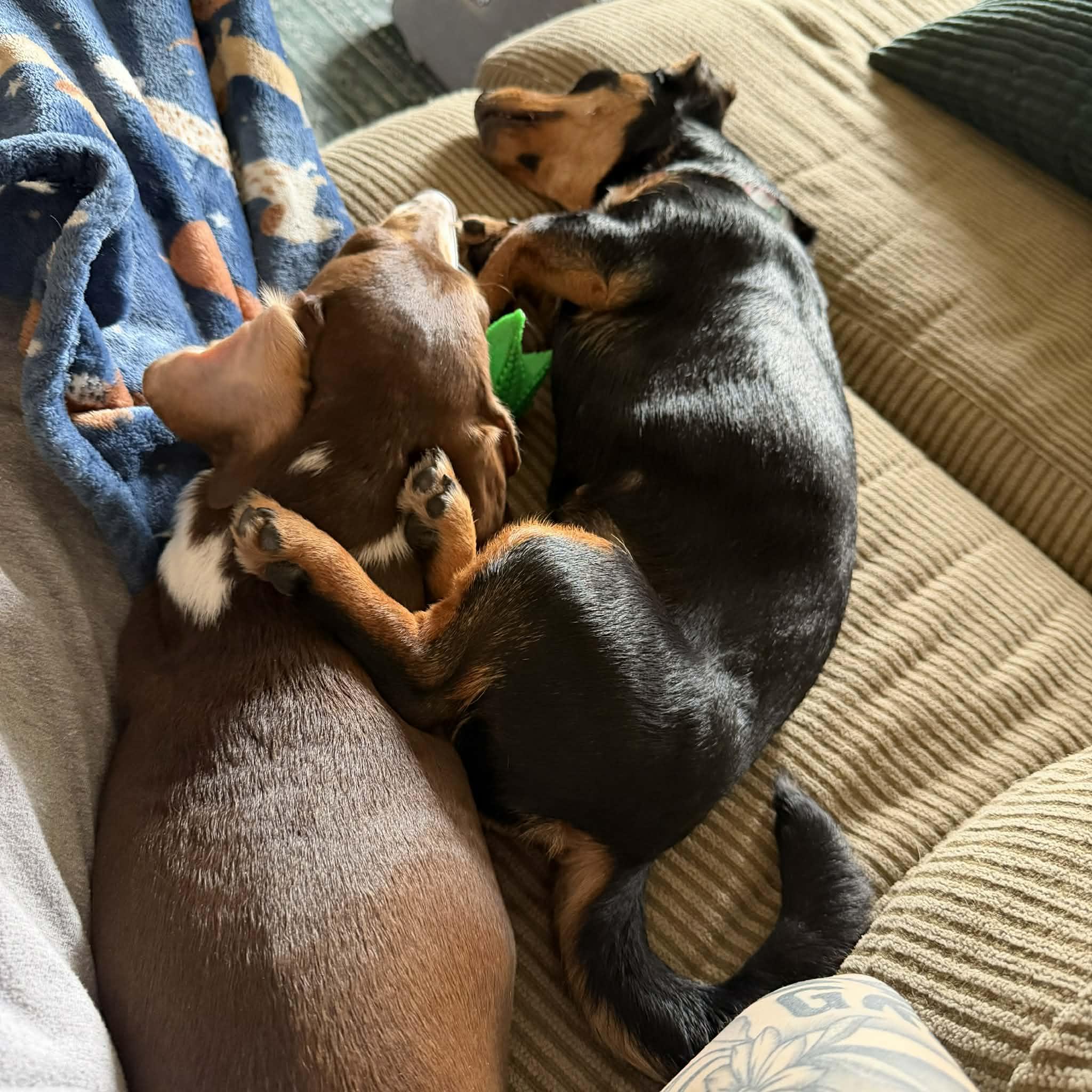 Enlarge Ruby, a ADOPTABLE mixed breed in Boulder, CO image 4/6