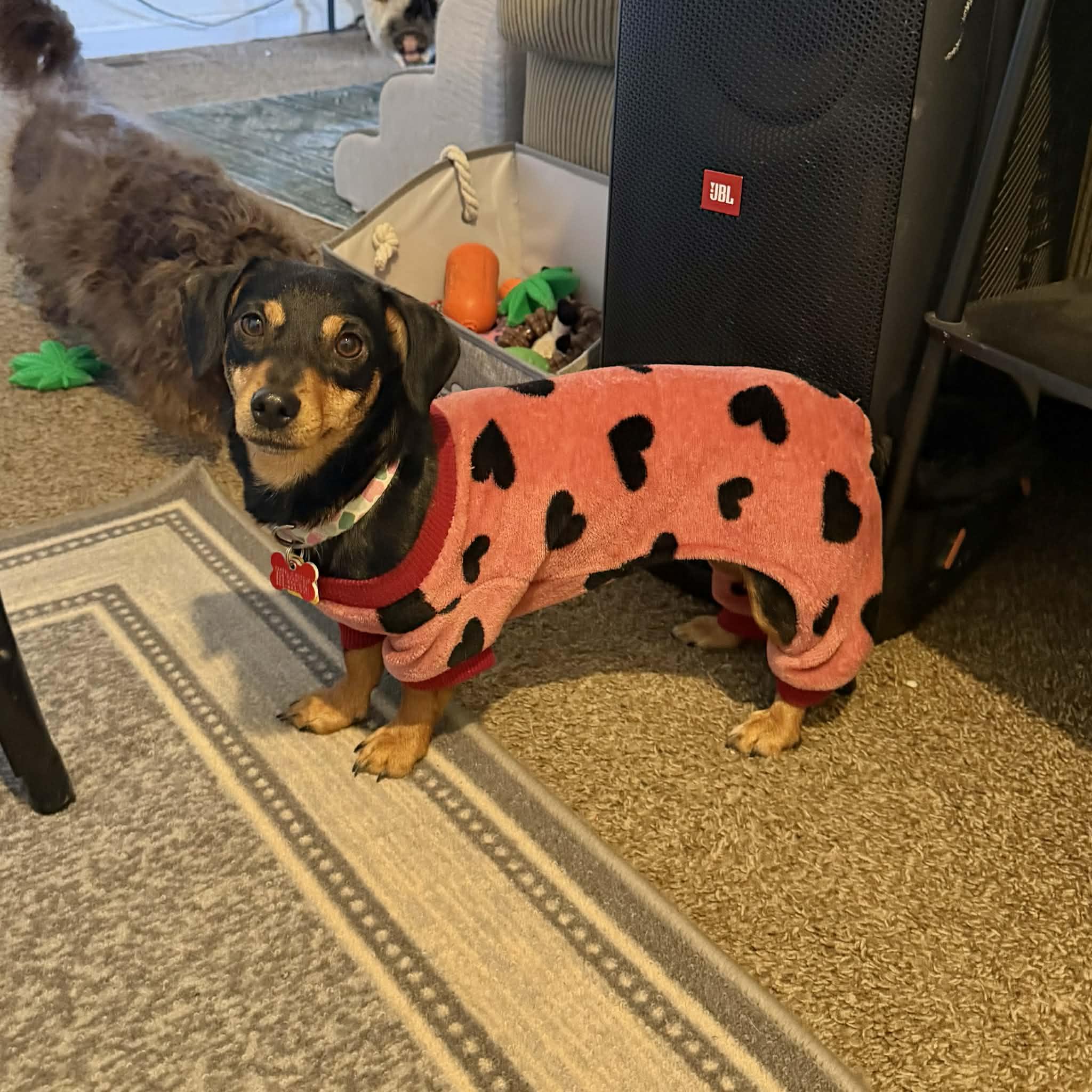 Ruby, ADOPTABLE, Young Female Dachshund & Chihuahua.