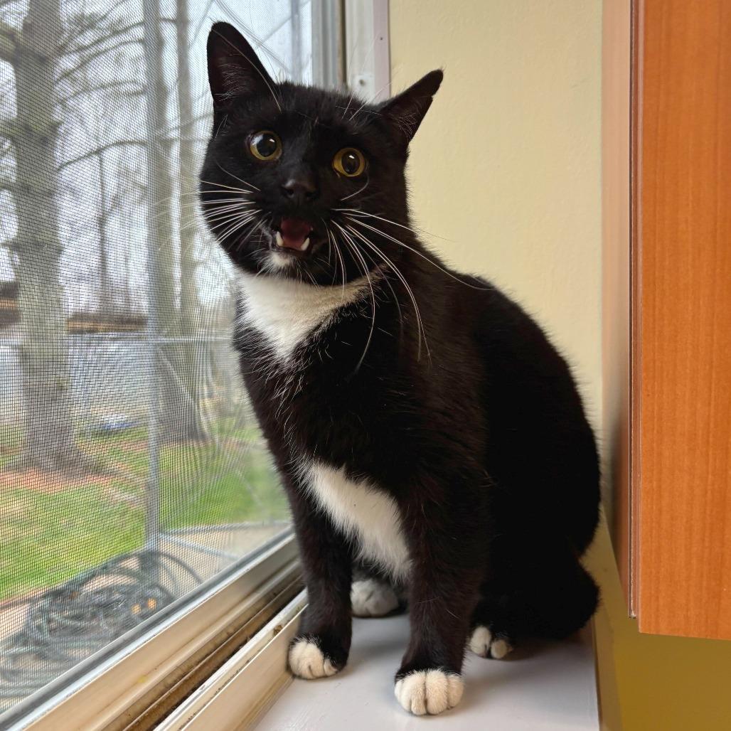 Lady, Adoptable, Adult Female Domestic Short Hair.