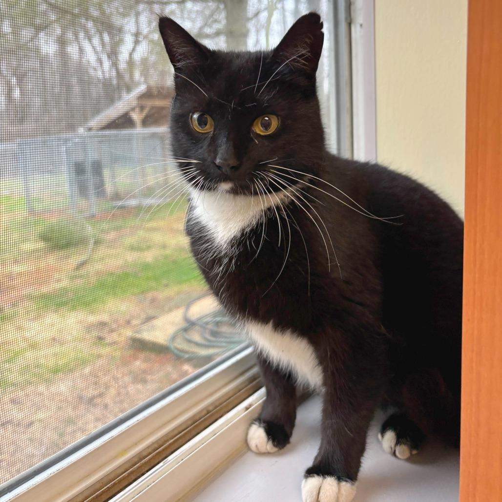 Enlarge Lady, a Adoptable Domestic Short Hair in Wilmington, DE image 2/3