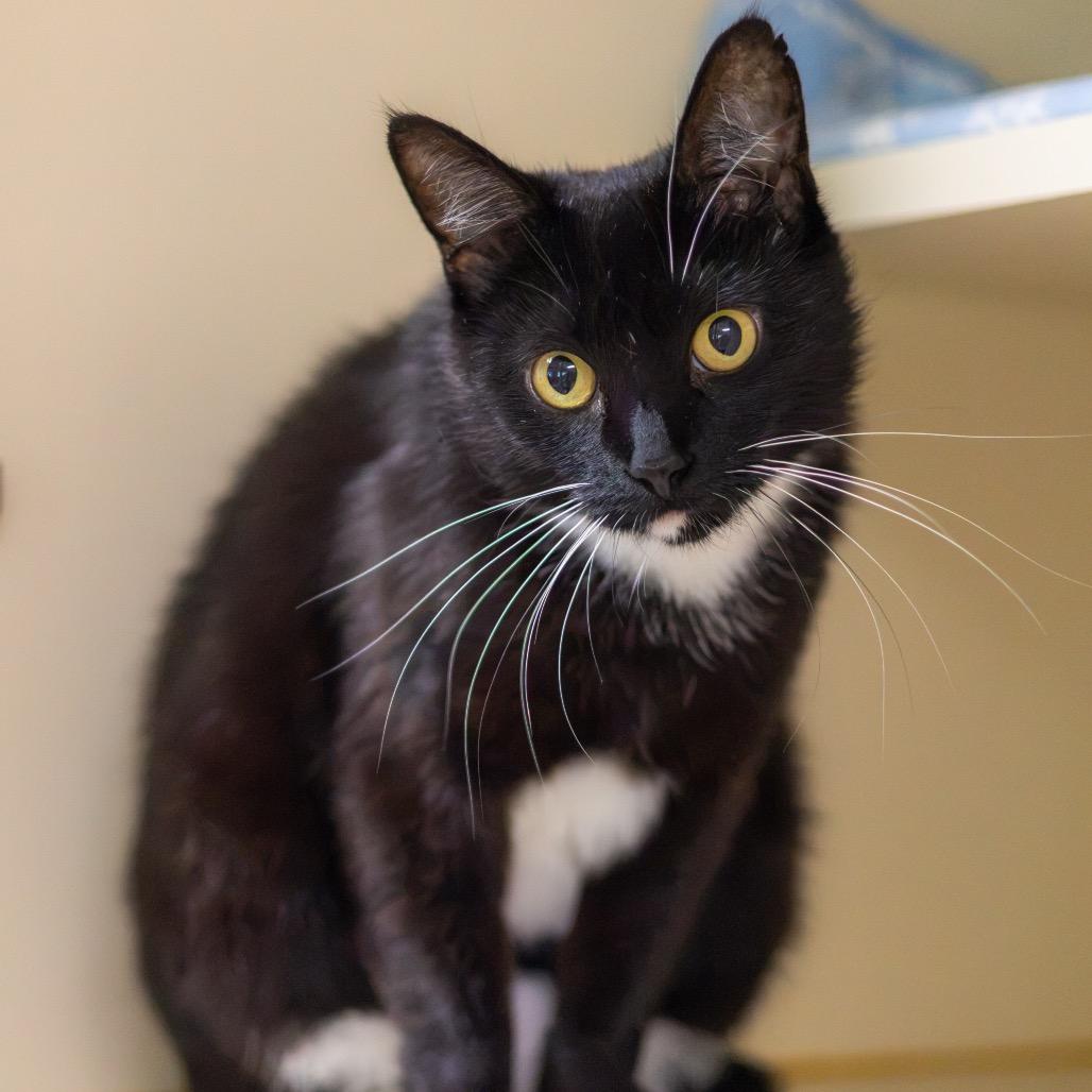 Enlarge Lady, a Adoptable Domestic Short Hair in Wilmington, DE image 3/3