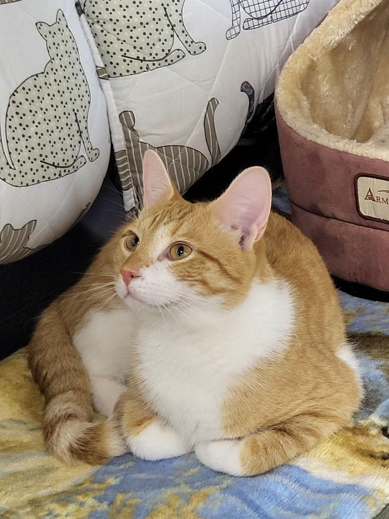 Enlarge Ronald, a Adoptable Domestic Short Hair in Ellijay, GA image 1/3