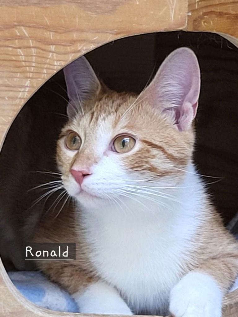 Enlarge Ronald, a Adoptable Domestic Short Hair in Ellijay, GA image 2/3